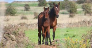 Von Cami Cavalls nach Alfuri