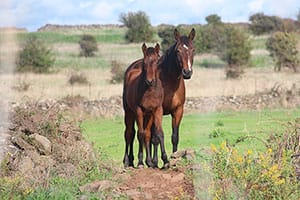 Cami de cavalls